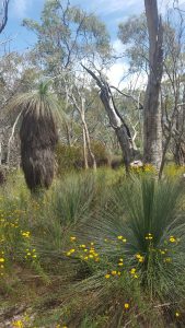 Grass trees and wildflowers